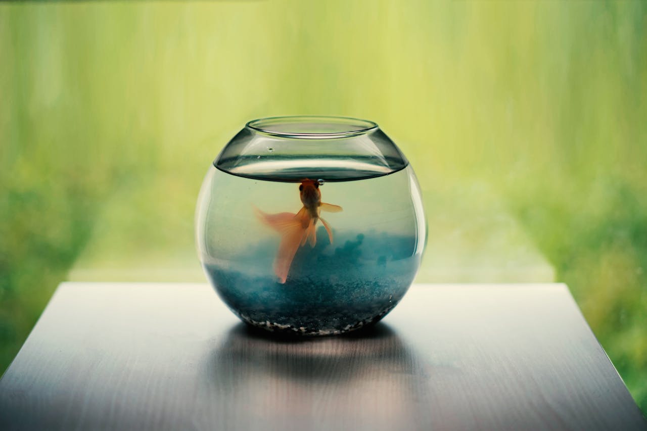 A tranquil goldfish swimming in a glass bowl on a wooden table with a green blurred background.